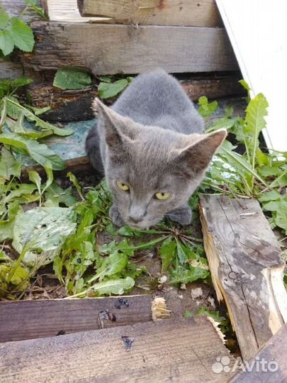 Кошки бесплатно