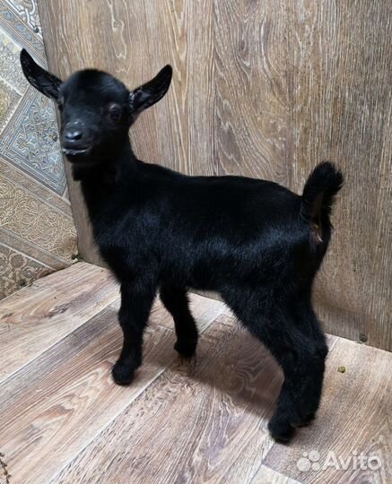 Мурсия Гранада 100% и Мурсо - камерунцы