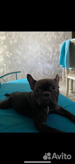 Французский бульдог