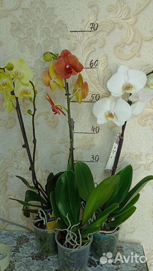 Орхидеи на один цветонос