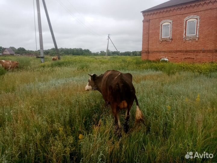 Продам корову