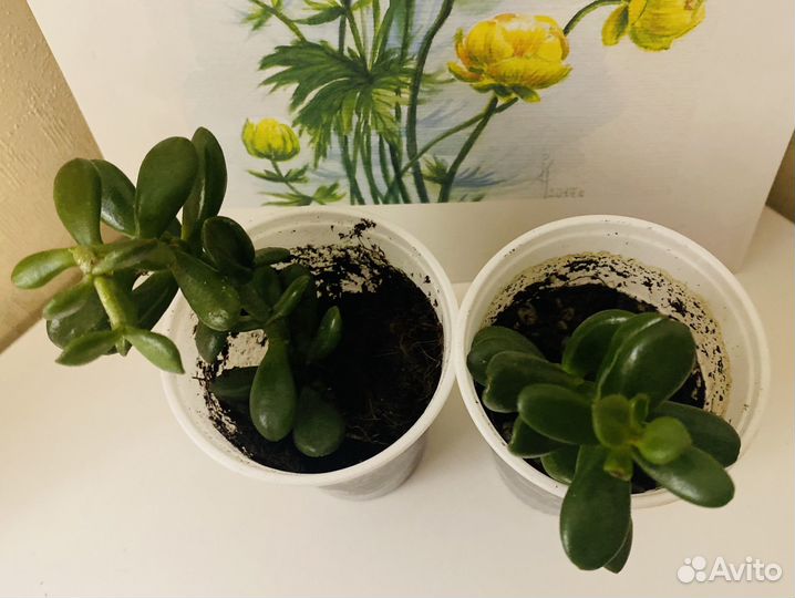 Красулла денежное дерево