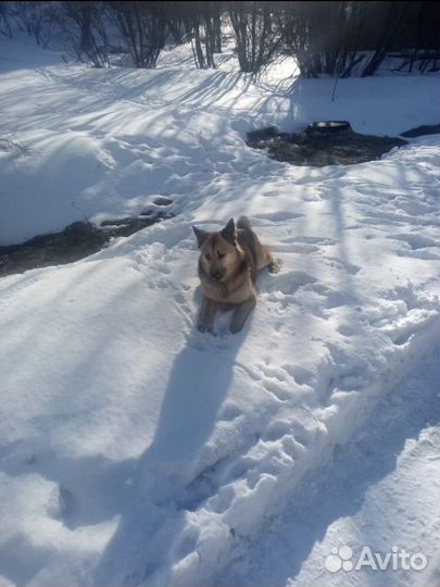 Рина ищет дом или передержку