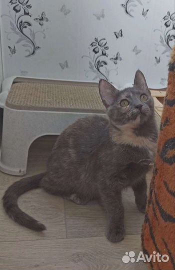 Кошка Плюша