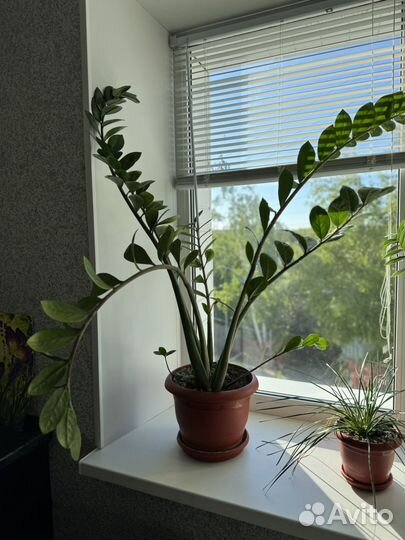 Замиокулькас