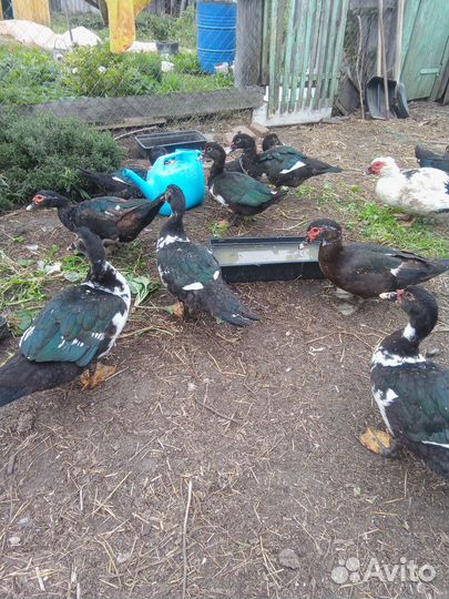 Мускусные утки