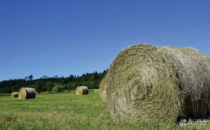 Сено в тонах