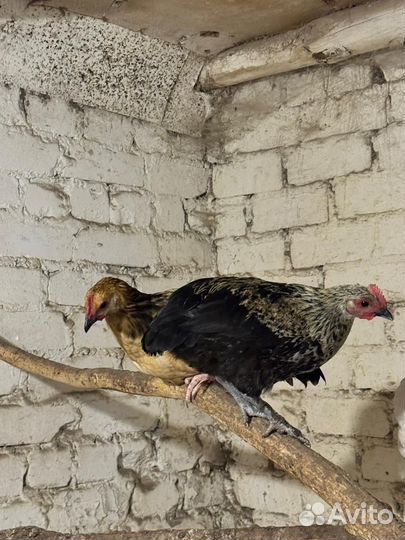 Молодые петушки