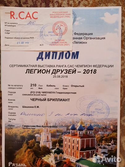 Вязка чихуахуа