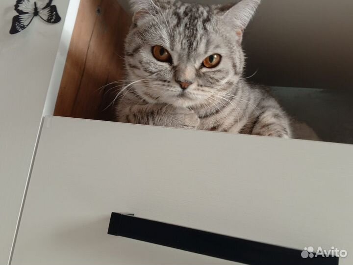 Шотландская кошечка