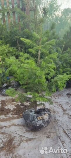 Пихта сибирская Хвойные деревья