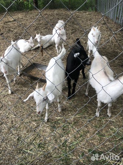 Козы и козлята
