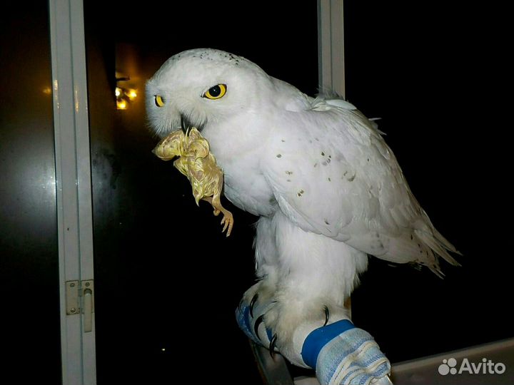 Суточный цыпленок на корм