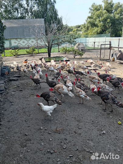 Индюки Индюшки