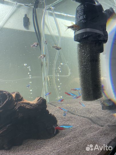 Аквариум, рыбки, decor