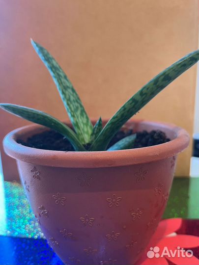 Алоэ Вера растение