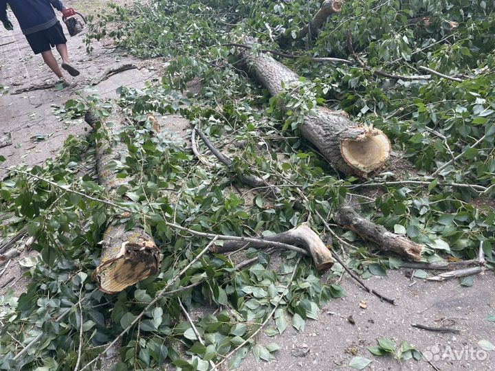 Дрова бесплатно самовывоз