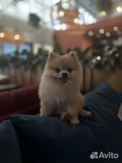 Приглашаем на вязку