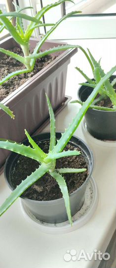 Алоэ, толстянка