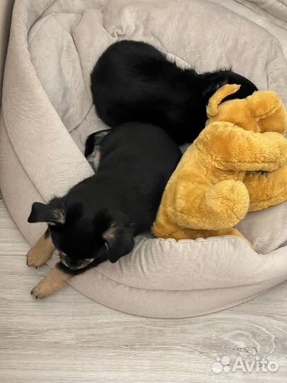 Щенки чихуахуа