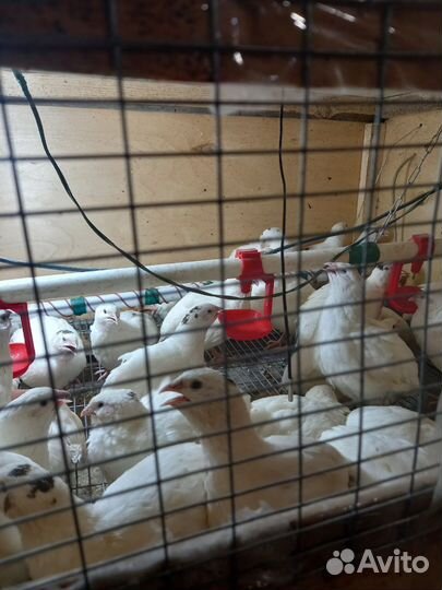 Яйца перепелиные инкубационное