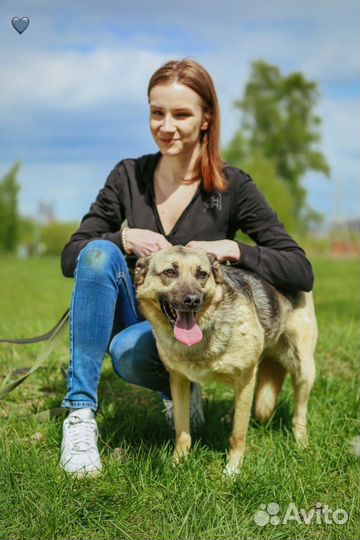 Собака в добрые руки