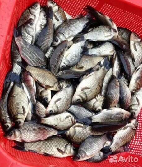 Живец карась