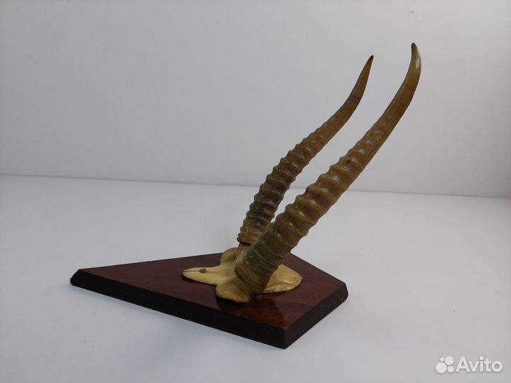 Рога сувенирные СССР настенные