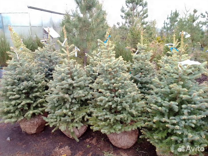 Ель голубая