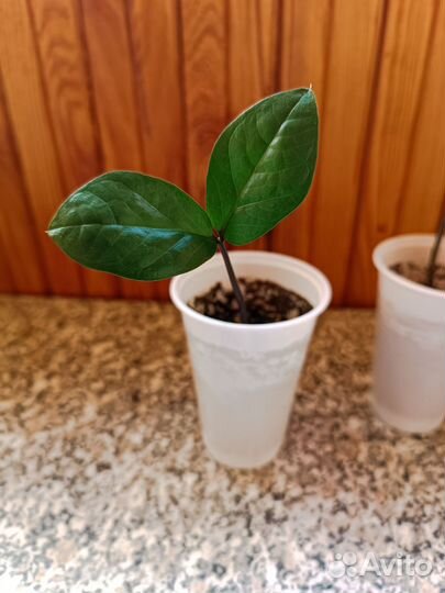 Замиокулькас / долларовое дерево