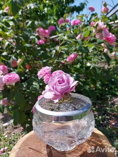 Роузболы английские