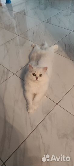 Котик для вязки порода серебристая шиншилла