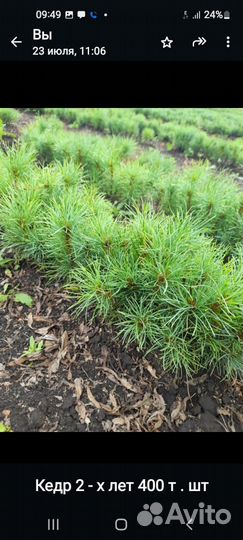 Саженцы кедра сибирского