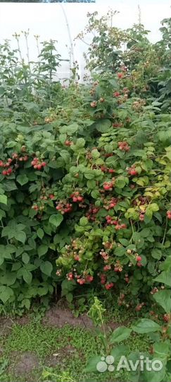 Саженцы крыжовника, смородины, малины