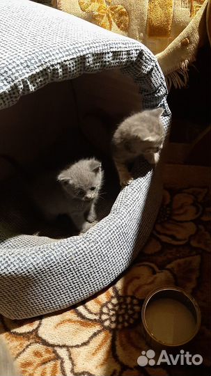 Отдам в добрые руки