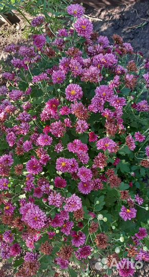 Хризантема, ирисы