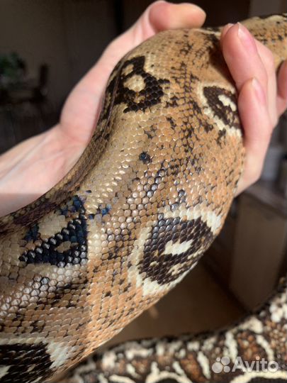 Императорский удав