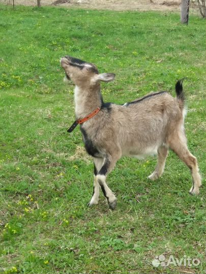 Продам коз дойных, козлика