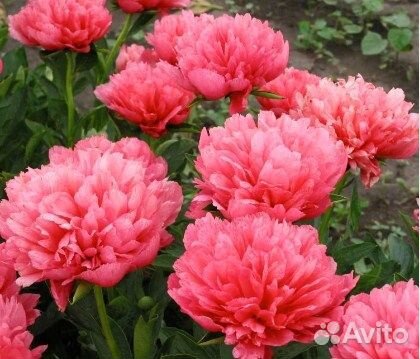 Корни пиона опт и розница