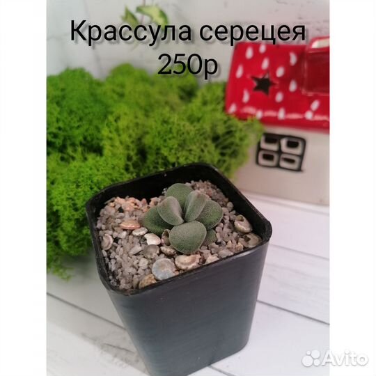 Суккуленты