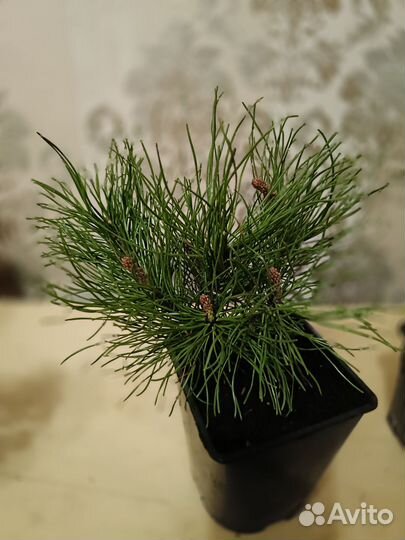 Сосна Пумилио, туя Тими тим