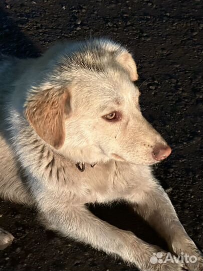 Помесь лабрадора