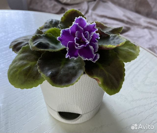 Фиалка сортовая цветущая