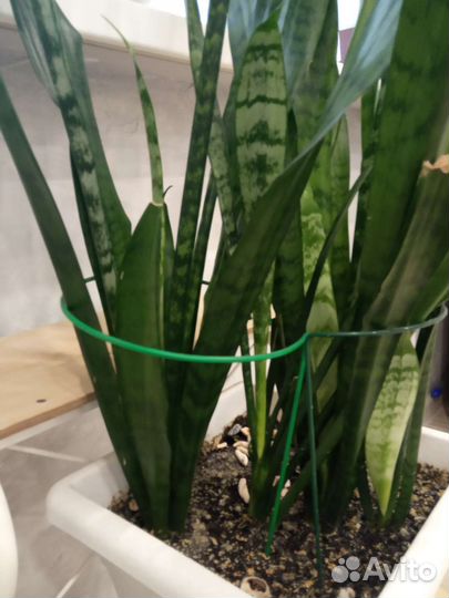 Опора для цветов