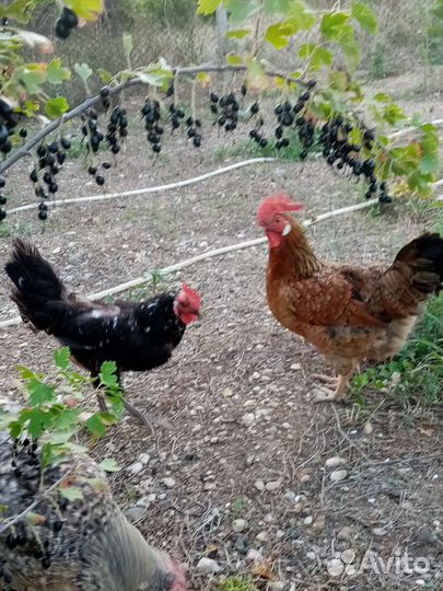 Петух, курицы и цыплята