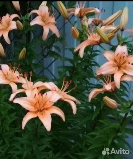 Лилии луковицы