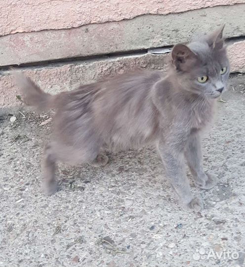 Кошечка выживает в подвале, просит еды у магазина