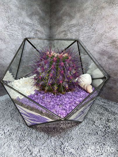 Флорариум. Цветы. Композиции из цветов