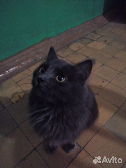 Кошка в дар