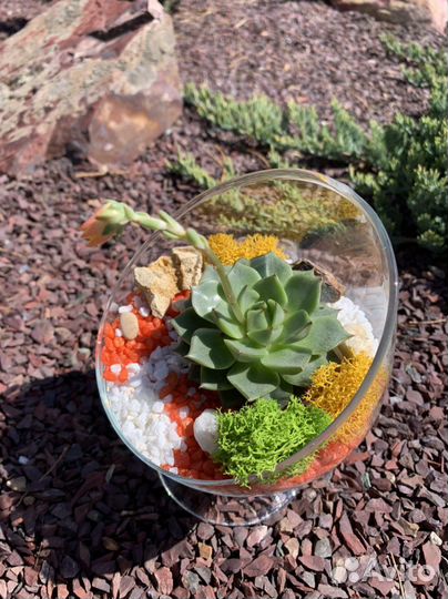 Флорариум суккуленты, подарок